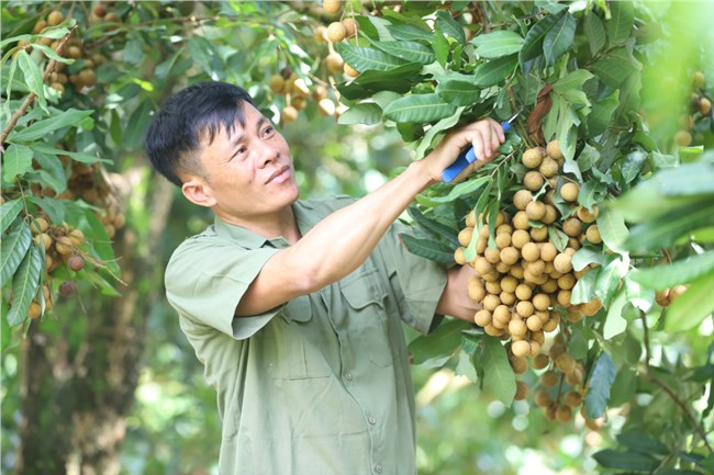 Tỷ phú nông dân nơi vùng cao Yên Châu (7/10/2022)